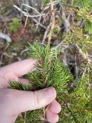 Picea glauca