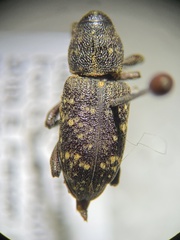 Molytinae