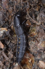 Ocypus aethiops