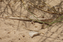 Acanthodactylus boskianus asper