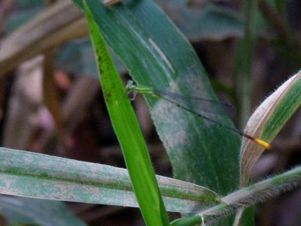 Telagrion longum