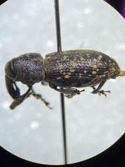Molytinae