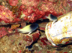 Chrysiptera rollandi