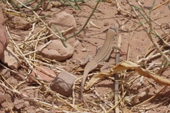 Acanthodactylus boskianus asper