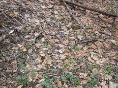 Cardamine quinquefolia