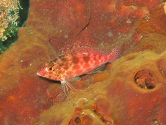 Cirrhitichthys oxycephalus