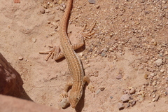 Acanthodactylus boskianus asper