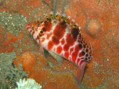 Cirrhitichthys aprinus