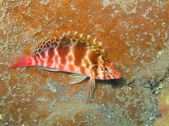 Cirrhitichthys aprinus