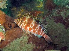 Cirrhitichthys aprinus