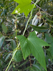 Echinocystis lobata