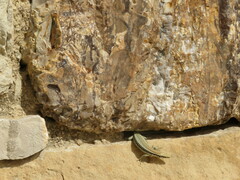 Phoenicolacerta kulzeri petraea