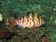 Cirrhitichthys aprinus