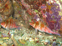 Cirrhitichthys falco