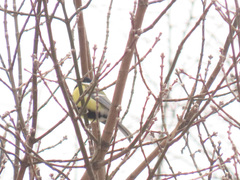 Parus major