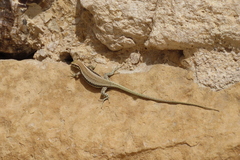 Phoenicolacerta kulzeri petraea