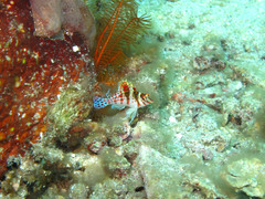 Cirrhitichthys falco