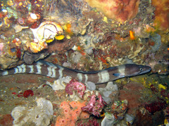Conger cinereus