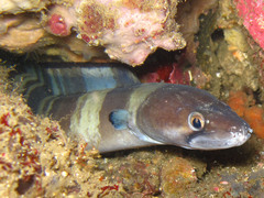 Conger cinereus