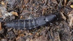 Ocypus aethiops