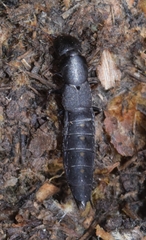 Ocypus aethiops