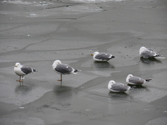 Larus