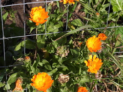 Calendula arvensis