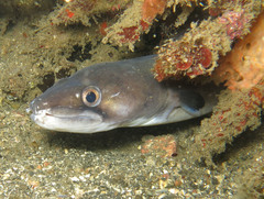 Conger cinereus