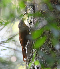 Xiphorhynchus fuscus