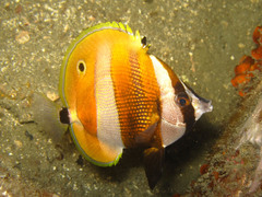 Coradion chrysozonus