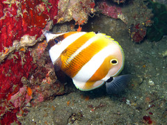 Coradion chrysozonus