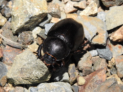 Xylotrupes