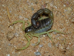 Parabuthus schlechteri