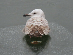 Larus cachinnans