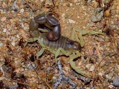 Parabuthus schlechteri