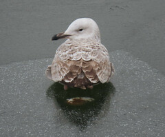 Larus cachinnans