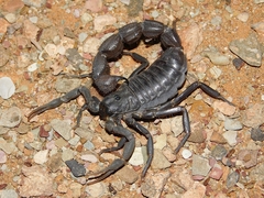 Parabuthus schlechteri