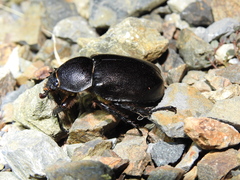 Xylotrupes