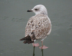 Larus cachinnans