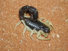 Parabuthus schlechteri
