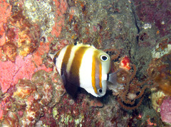 Coradion melanopus