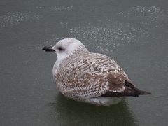 Larus cachinnans