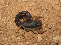 Parabuthus schlechteri