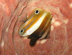 Coradion melanopus