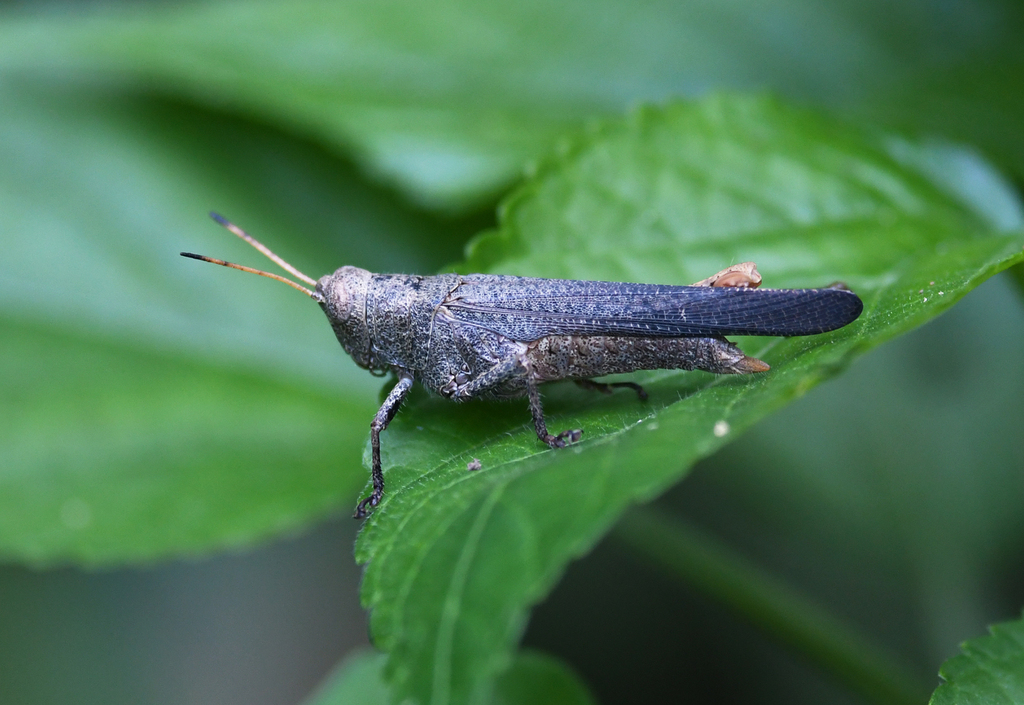 Orthoscapheus coriaceus