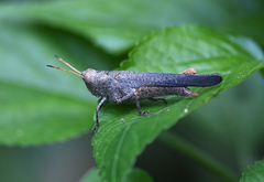 Orthoscapheus coriaceus