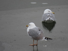 Larus