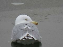 Larus