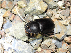Xylotrupes