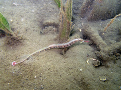 Corythoichthys intestinalis
